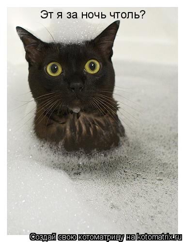 Эт я за ночь чтоль?... Котоматрица: Эт я за ночь чтоль?