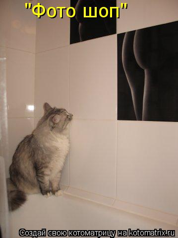 "Фото шоп"... Котоматрица: "Фото шоп"