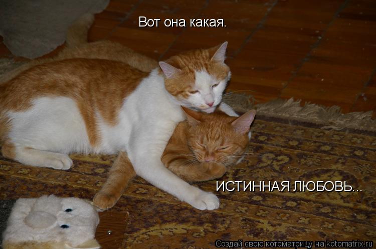 Вот она какая. ИСТИННАЯ ЛЮБОВЬ...... Котоматрица: Вот она какая. ИСТИННАЯ ЛЮБОВЬ...