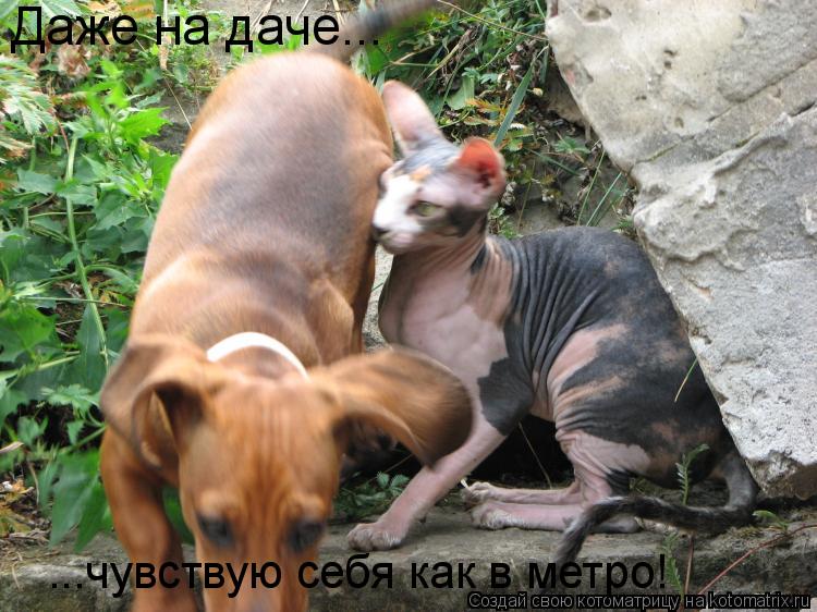 Даже на даче... ...чувствую себя как в метро!... Котоматрица: Даже на даче... ...чувствую себя как в метро!