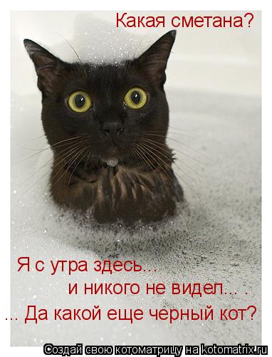 Какая сметана? Я с утра здесь... и никого не видел... . ... Да какой еще черный кот?... Котоматрица: Какая сметана? Я с утра здесь... и никого не видел... . ... Да какой еще черный кот?
