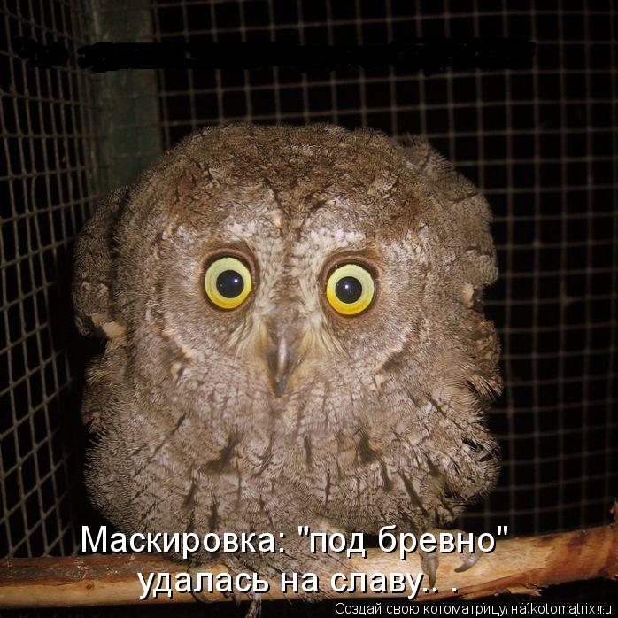 Маскировка: "под бревно" удалась на славу.. .... Котоматрица: Маскировка: "под бревно" удалась на славу.. .