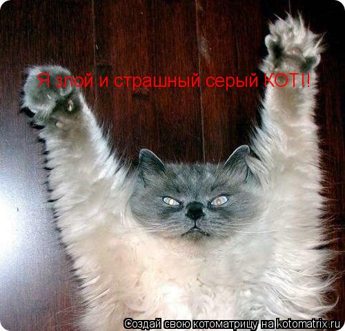 Я злой и страшный серый КОТ!!... Котоматрица: Я злой и страшный серый КОТ!!