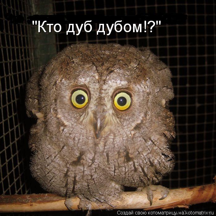 "Кто дуб дубом!?"... Котоматрица: "Кто дуб дубом!?"
