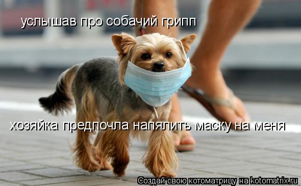 услышав про собачий грипп хозяйка предпочла напялить маску на меня... Котоматрица: услышав про собачий грипп хозяйка предпочла напялить маску на меня