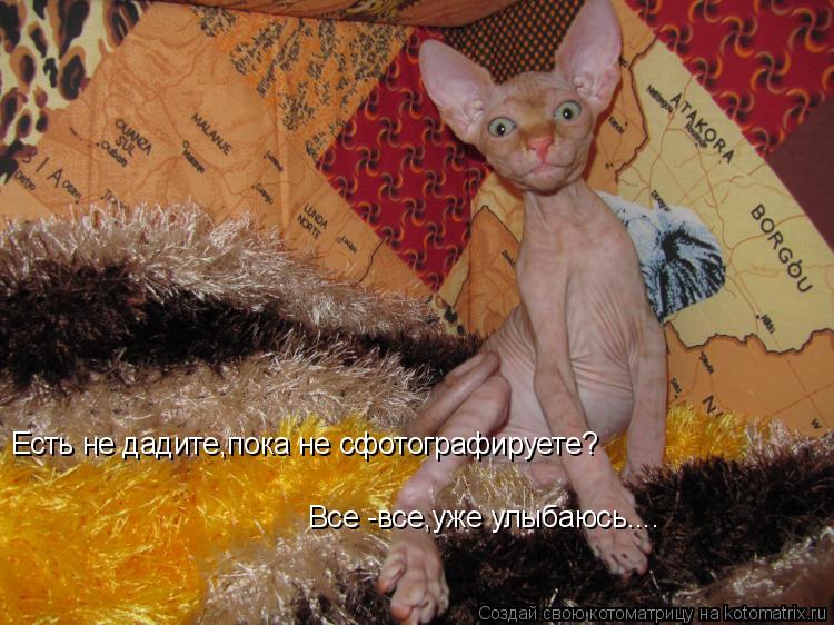 Есть не дадите,пока не сфотографируете? Все -все,уже улыбаюсь....... Котоматрица: Есть не дадите,пока не сфотографируете? Все -все,уже улыбаюсь....