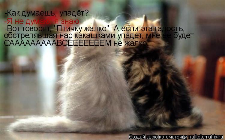 -Вот говорят, "Птичку жалко". А если эта гадость, обстрелявшая нас какашками упадёт, мне её будет СА... Котоматрица: -Вот говорят, "Птичку жалко". А если эта гадость, обстрелявшая нас какашками упадёт, мне её будет САААААААААВСЕЕЕЕЕЕЕМ не жалко...