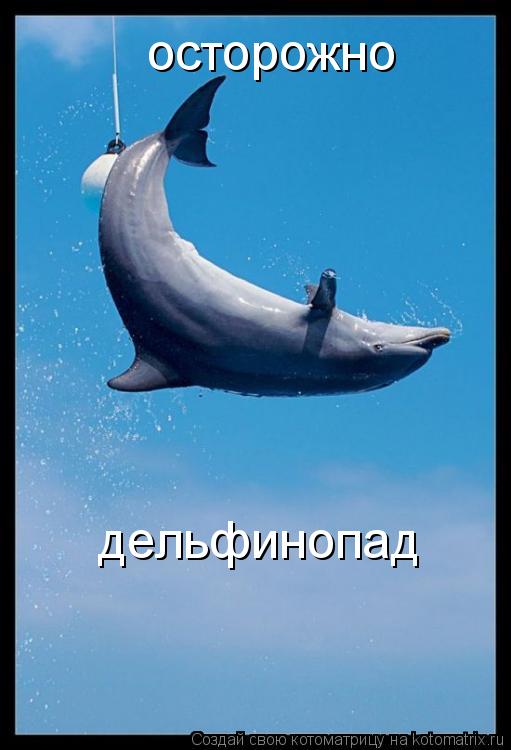 осторожно дельфинопад... Котоматрица: осторожно дельфинопад
