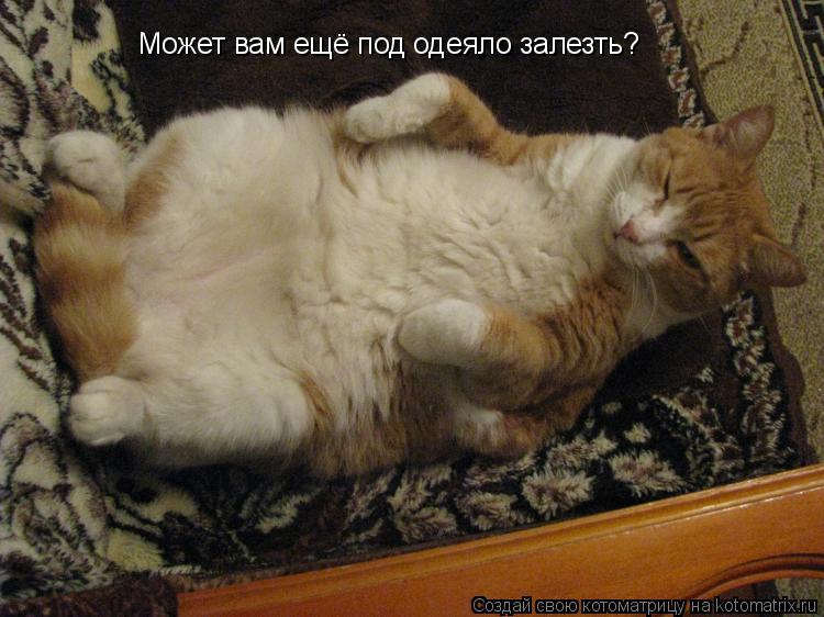 Может вам ещё под одеяло залезть?... Котоматрица: Может вам ещё под одеяло залезть?