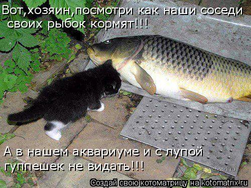 А в нашем аквариуме и с лупой гуппешек не видать!!! Вот,хозяин,посмотри как наши соседи своих рыбок ... Котоматрица: А в нашем аквариуме и с лупой гуппешек не видать!!! Вот,хозяин,посмотри как наши соседи своих рыбок кормят!!!