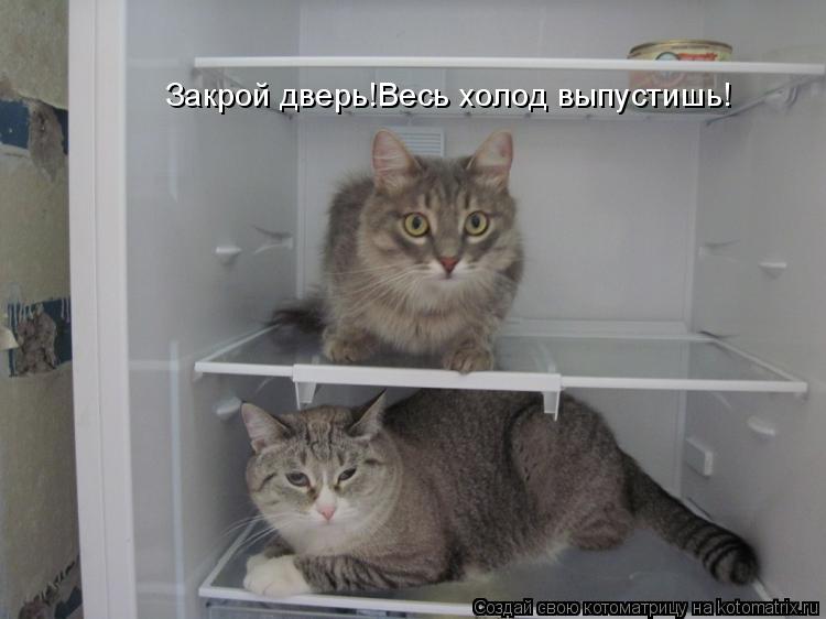 Закрой дверь!Весь холод выпустишь!... Котоматрица: Закрой дверь!Весь холод выпустишь!