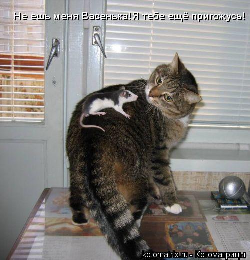 Не ешь меня Васенька!Я тебе ещё пригожусь!... Котоматрица: Не ешь меня Васенька!Я тебе ещё пригожусь!
