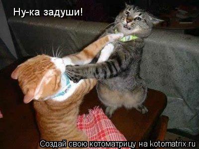Ну-ка задуши!... Котоматрица: Ну-ка задуши!