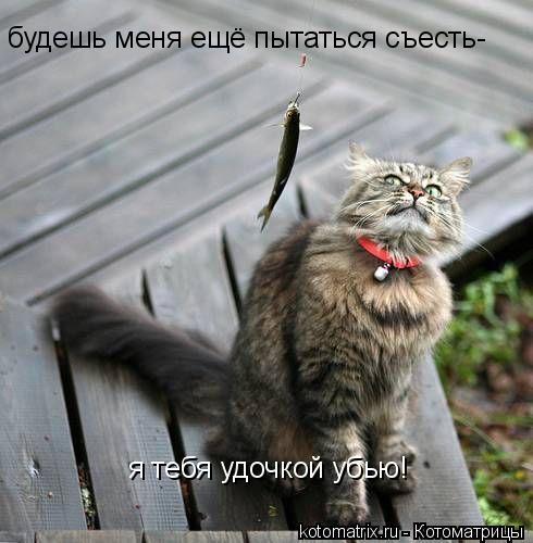 будешь меня ещё пытаться съесть- я тебя удочкой убью!... Котоматрица: будешь меня ещё пытаться съесть- я тебя удочкой убью!
