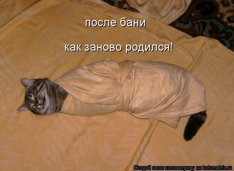 Котоматрица: после бани как заново родился!