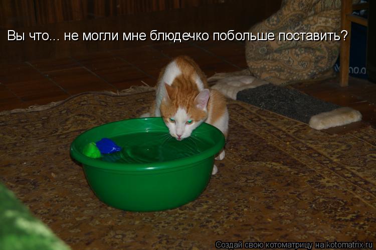 Вы что... не могли мне блюдечко побольше поставить?... Котоматрица: Вы что... не могли мне блюдечко побольше поставить?