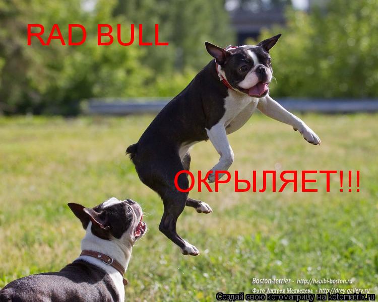RAD BULL ОКРЫЛЯЕТ!!!... Котоматрица: RAD BULL ОКРЫЛЯЕТ!!!