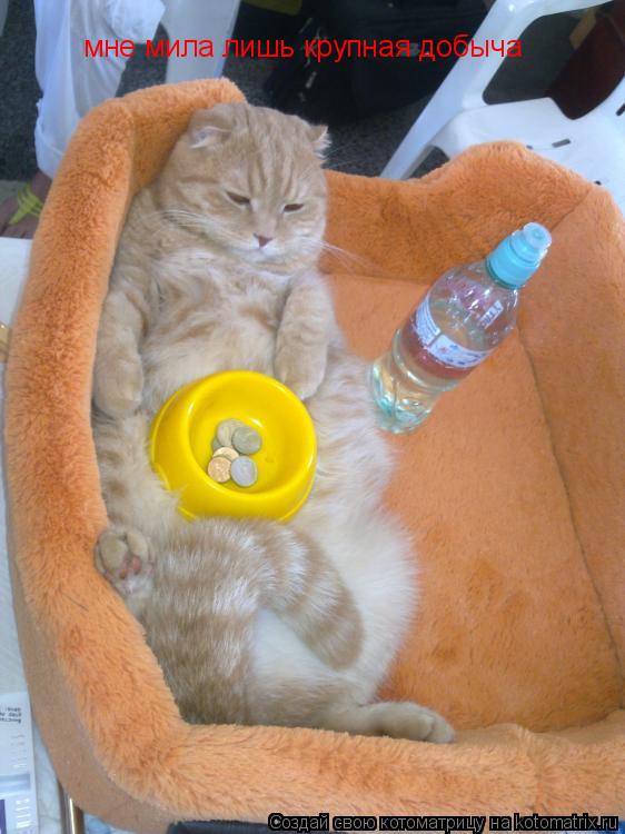 мне мила лишь крупная добыча... Котоматрица: мне мила лишь крупная добыча