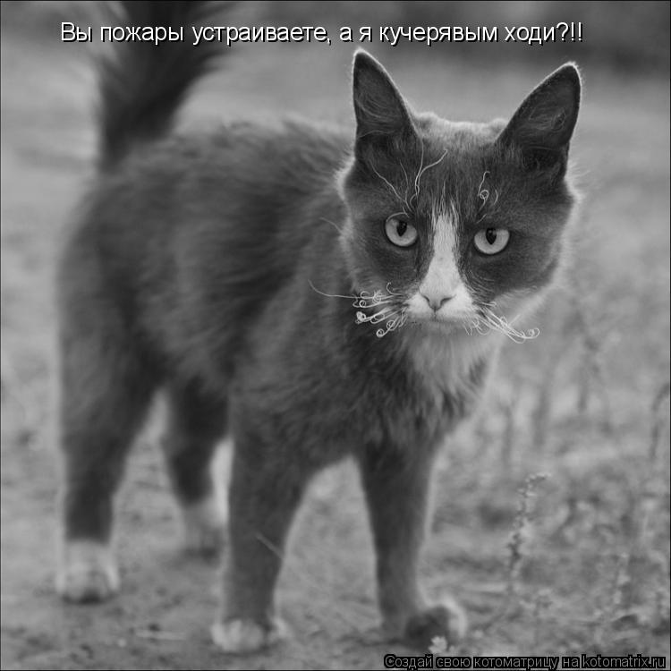 Вы пожары устраиваете, а я кучерявым ходи?!!... Котоматрица: Вы пожары устраиваете, а я кучерявым ходи?!!