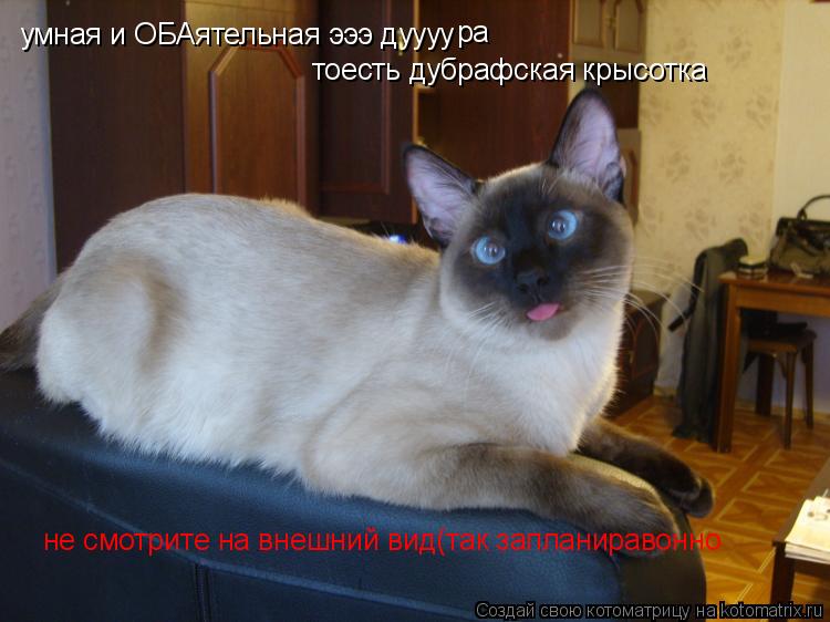 умная и ОБАятельная эээ дуууу ра тоесть дубрафская крысотка не смотрите на внешний вид(так запланирав... Котоматрица: умная и ОБАятельная эээ дуууу ра тоесть дубрафская крысотка не смотрите на внешний вид(так запланиравонно