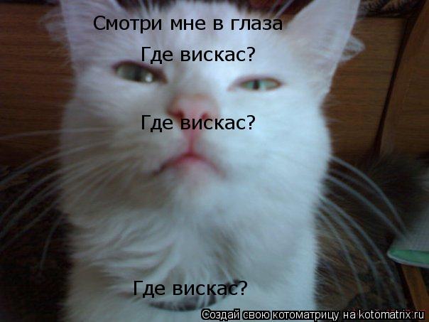 Смотри мне в глаза Смотри мне в глаза Где вискас? Где вискас? Где вискас?... Котоматрица: Смотри мне в глаза Смотри мне в глаза Где вискас? Где вискас? Где вискас?