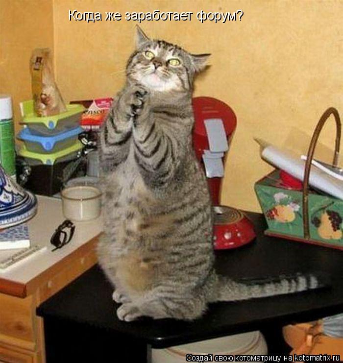 Когда же заработает форум?... Котоматрица: Когда же заработает форум?