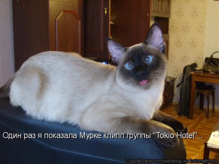 Котоматрица: Один раз я показала Мурке клипп группы "Tokio Hotel"...