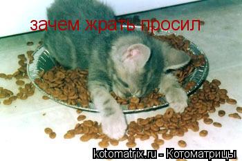 Котоматрица: зачем жрать просил