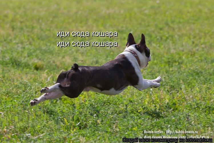 Котоматрица: иди сюда кошара иди сюда кошара