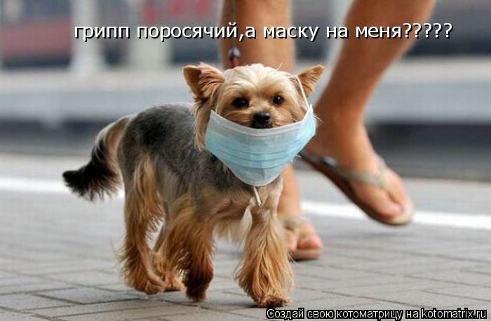 Котоматрица: грипп поросячий,а маску на меня?????