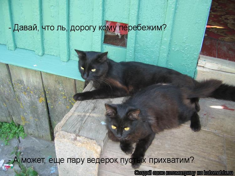 Котоматрица: - Давай, что ль, дорогу кому перебежим? - А может, еще пару ведерок пустых прихватим?