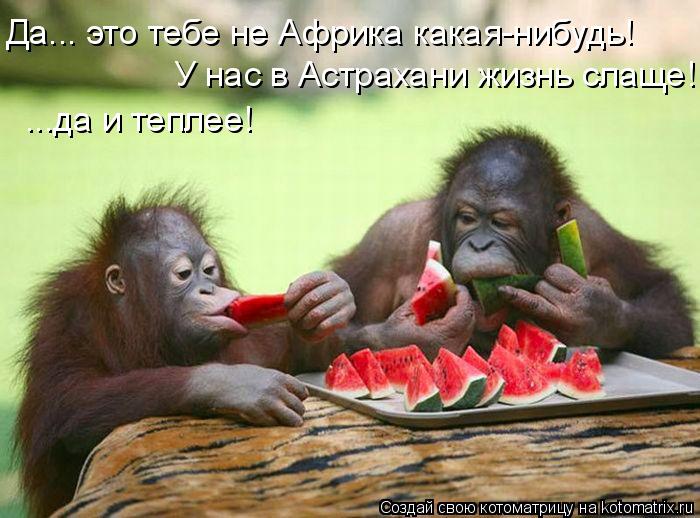 Да... это тебе не Африка какая-нибудь! У нас в Астрахани жизнь слаще! ...да и теплее!... Котоматрица: Да... это тебе не Африка какая-нибудь! У нас в Астрахани жизнь слаще! ...да и теплее!