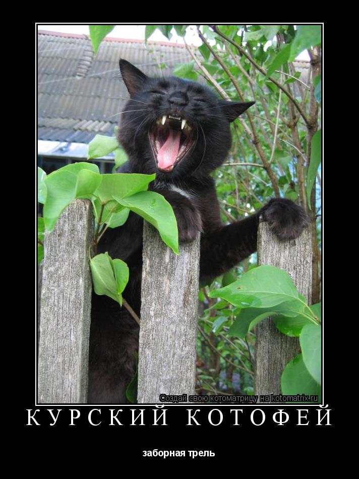 курский котофей заборная трель... Котоматрица: курский котофей заборная трель