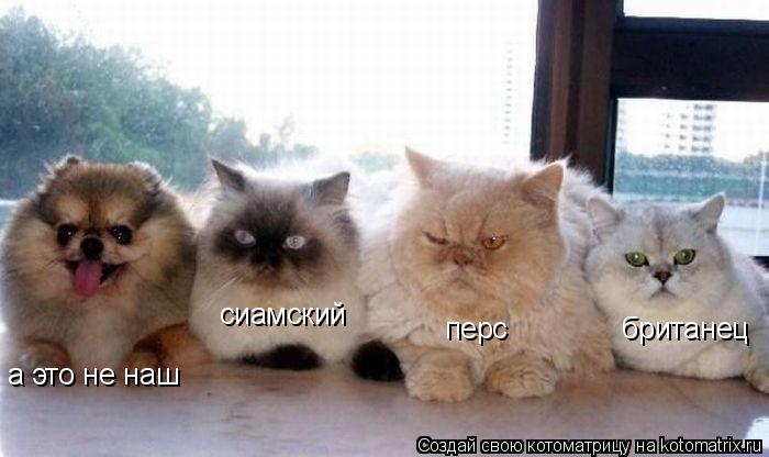 Котоматрица: британец перс сиамский а это не наш
