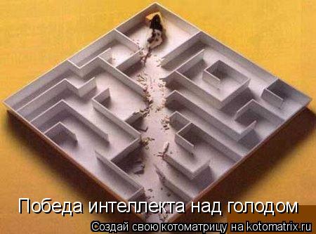 Котоматрица: Победа интеллекта над голодом