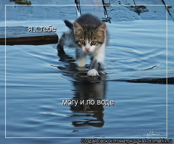 Котоматрица: я к тебе могу и по воде