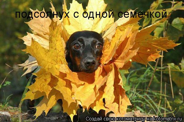 подсолнух с одной семечкой... Котоматрица: подсолнух с одной семечкой