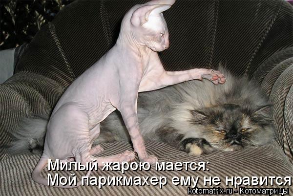Котоматрица: Мой парикмахер ему не нравится. Милый жарою мается: