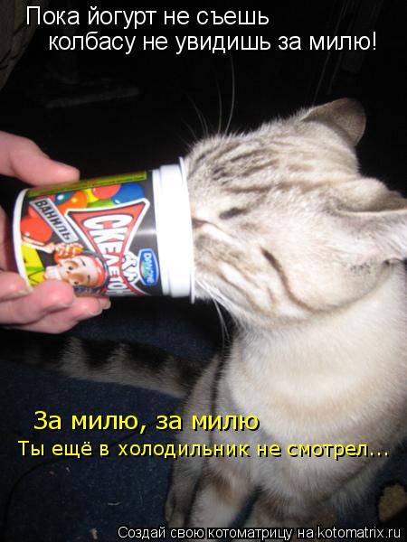 Котоматрица: Пока йогурт не съешь колбасу не увидишь за милю! За милю, за милю Ты ещё в холодильник не смотрел...