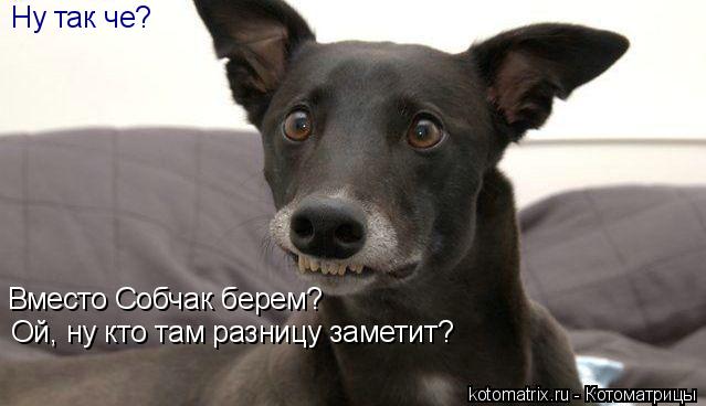 Котоматрица: Ну так че? Вместо Собчак берем? Ой, ну кто там разницу заметит?