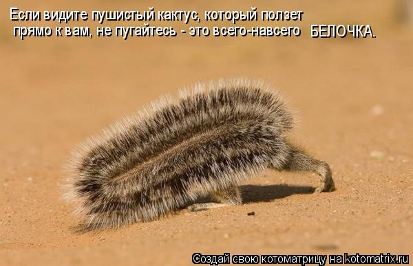 Котоматрица: Если видите пушистый кактус, который ползет прямо к вам, не пугайтесь - это всего-навсего БЕЛОЧКА.
