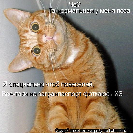 Котоматрица: Че? Та нормальная у меня поза Я специально чтоб повеселей, Все-таки на загранпаспорт фоткаюсь XЗ
