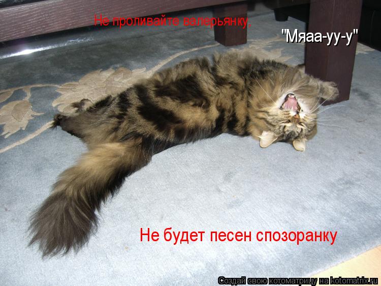 Котоматрица: Не проливайте валерьянку, Не будет песен спозоранку "Мяаа-уу-у"