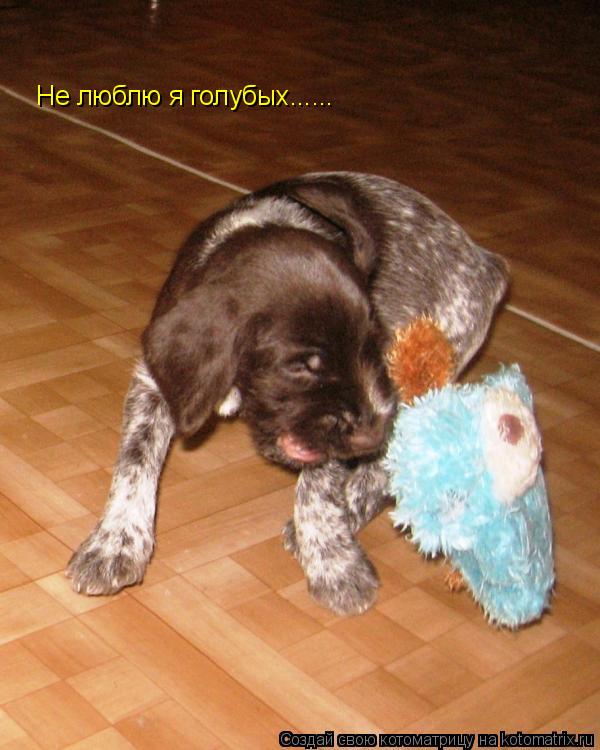 Не люблю я голубых......... Котоматрица: Не люблю я голубых......
