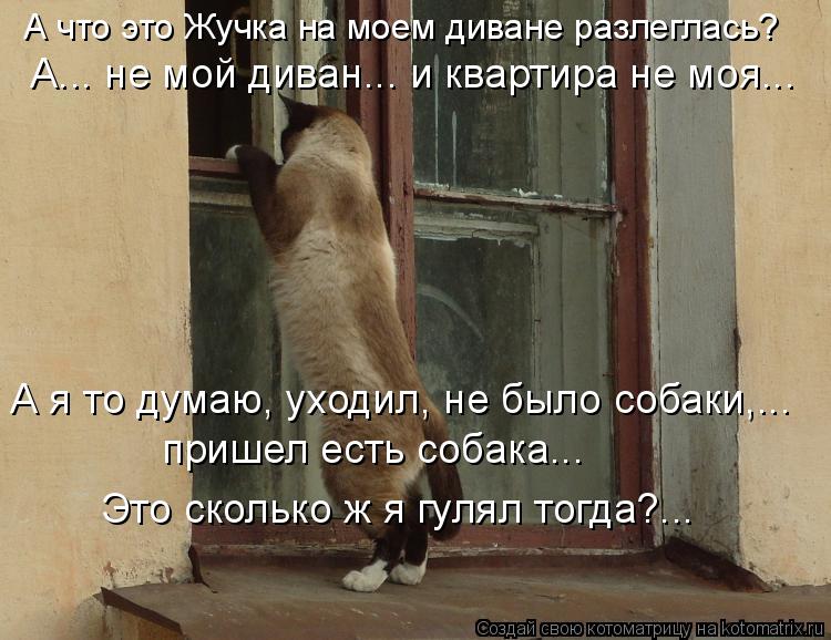 Котоматрица: А что это Жучка на моем диване разлеглась?  Это сколько ж я гулял тогда?... пришел есть собака...  А я то думаю, уходил, не было собаки,...   А... не 