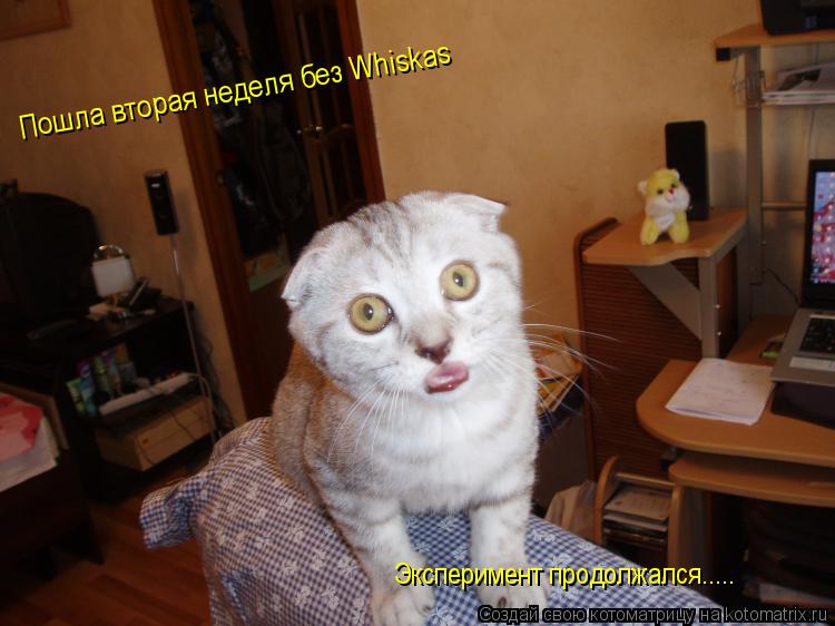 Пошла вторая неделя без Whiskas Эксперимент продолжался........ Котоматрица: Пошла вторая неделя без Whiskas Эксперимент продолжался.....