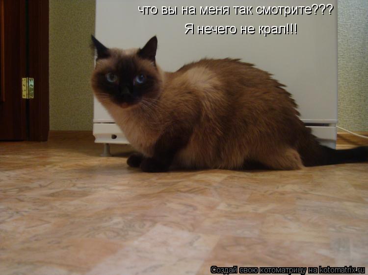 что вы на меня так смотрите??? Я нечего не крал!!!... Котоматрица: что вы на меня так смотрите??? Я нечего не крал!!!