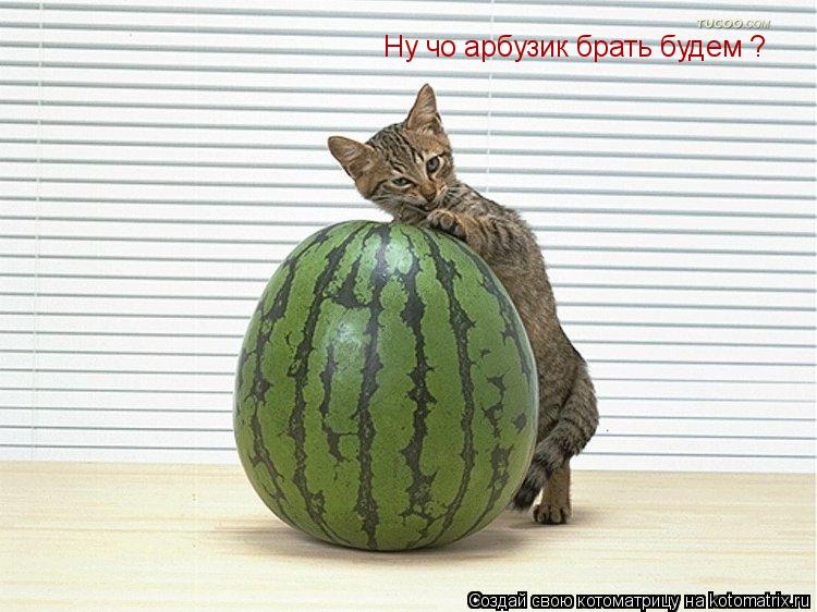 Ну чо арбузик брать будем ?... Котоматрица: Ну чо арбузик брать будем ?