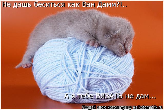 А я тебе ВЯЗАТЬ не дам... Не дашь беситься как Ван Дамм?!..... Котоматрица: А я тебе ВЯЗАТЬ не дам... Не дашь беситься как Ван Дамм?!..