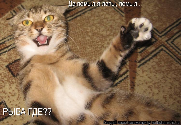 Да помыл я лапы, помыл... РЫБА ГДЕ??... Котоматрица: Да помыл я лапы, помыл... РЫБА ГДЕ??